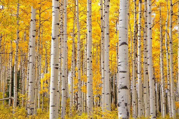 Aspen Grove in Aspen Colorado