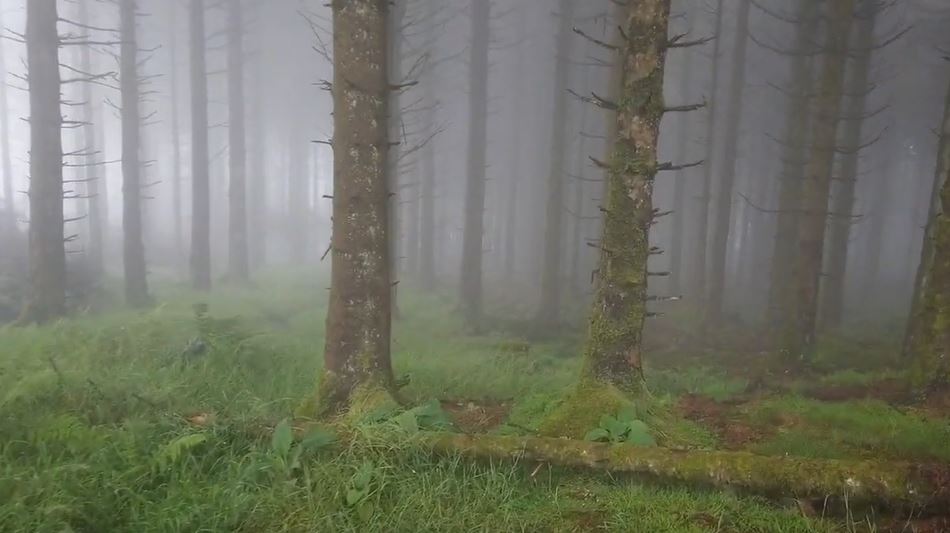Ballyboley Forest Atrim Northern Ireland UK