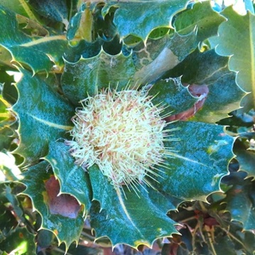 Parrot Bush - Banksia Sessilis Parrot Bush - Banksia Sessilis