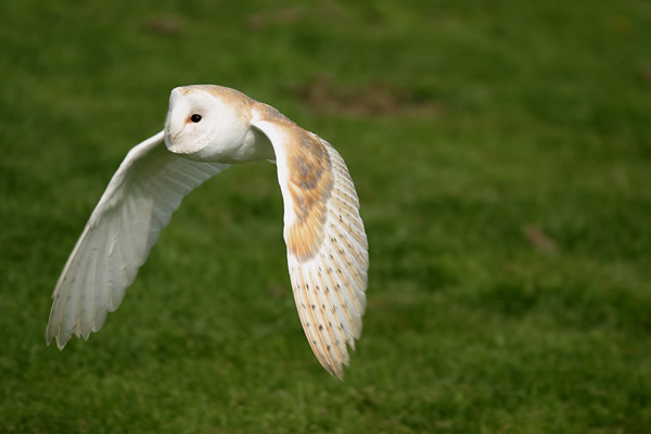 Barn Owl Cotswolds UK Barn Owl Cotswolds UK