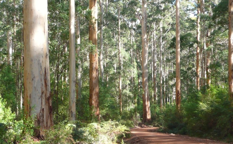 Beedelup Forest - South-west Western Australia Beedelup Forest - South-west Western Australia