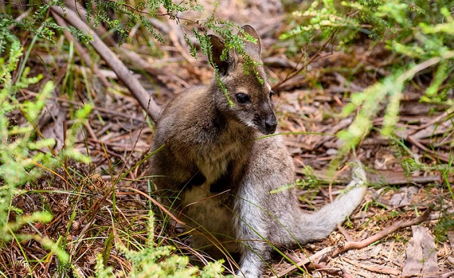 Bennett's Wallaby at Freycinet National Park