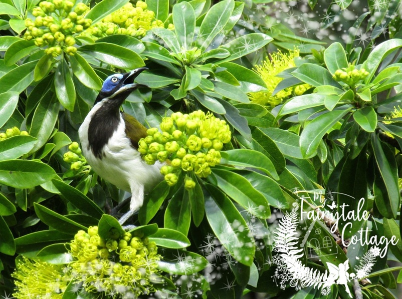 Blue Faced Honeyeater at My Fairytale Cottage