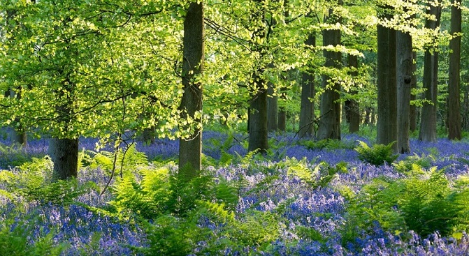 Bluebells Kings Wood Kent UK