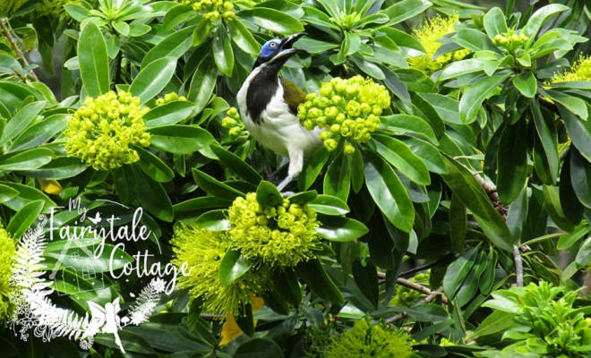 Blue-faced Honeyeater - Qld Australia Blue-faced Honeyeater - Qld Australia
