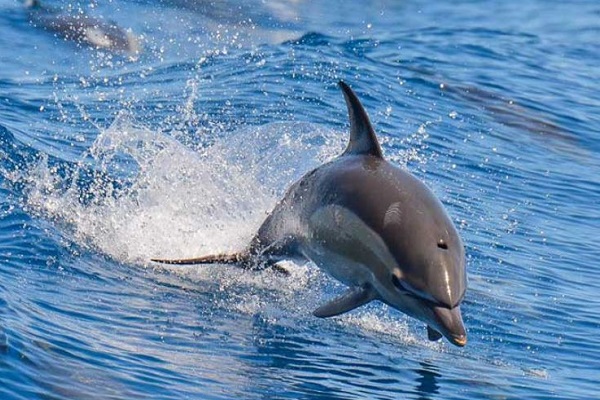 Bottlenose Dolphin New Zealand Bottlenose Dolphin New Zealand
