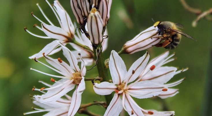 Branched Asphodel France