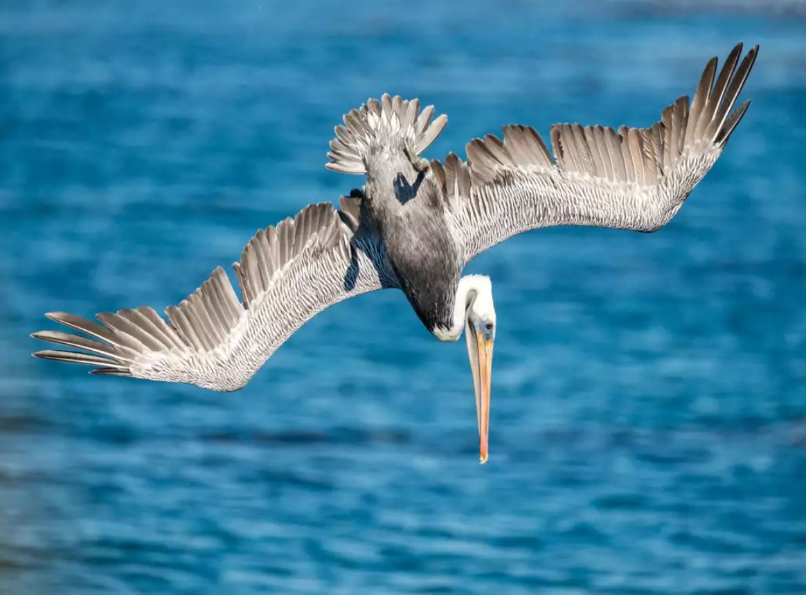 Brown Pelican USA
