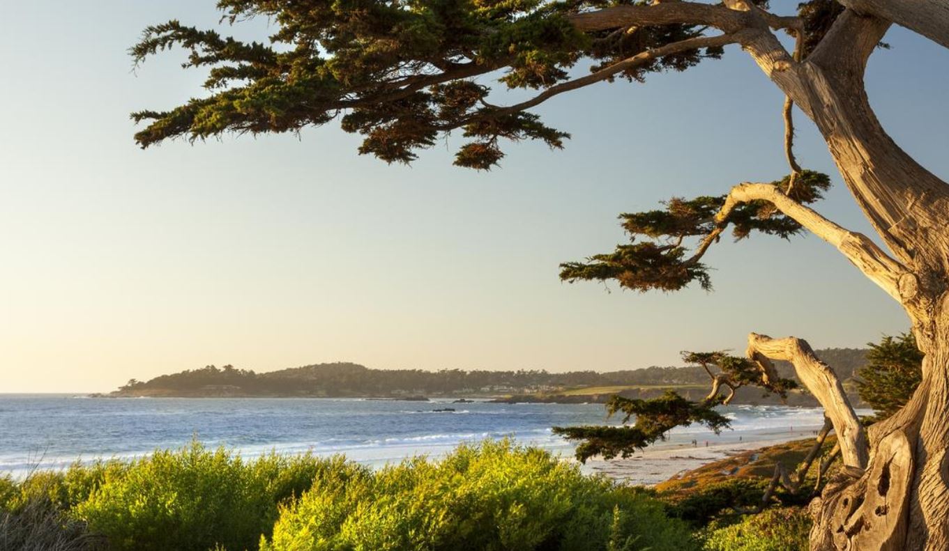 Carmel Beach and Pine USA