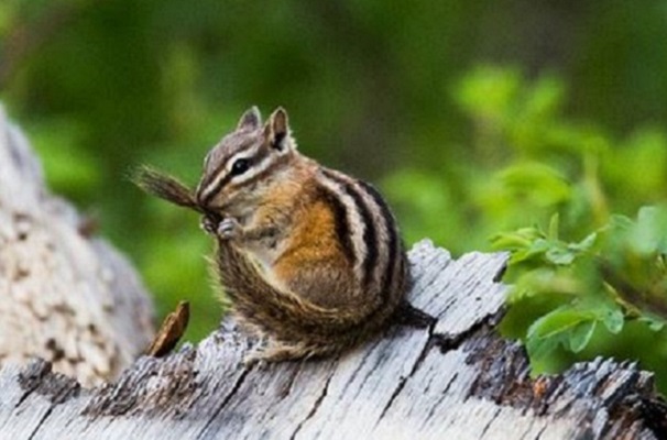 Colorado Chipmunk