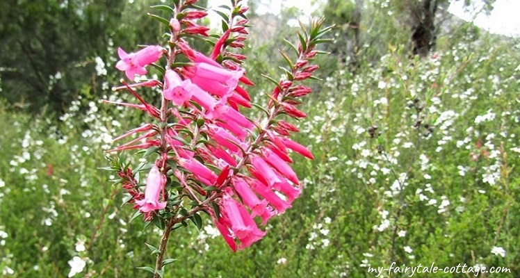 Common Heath Freycinet National Park, Tasmania Australia