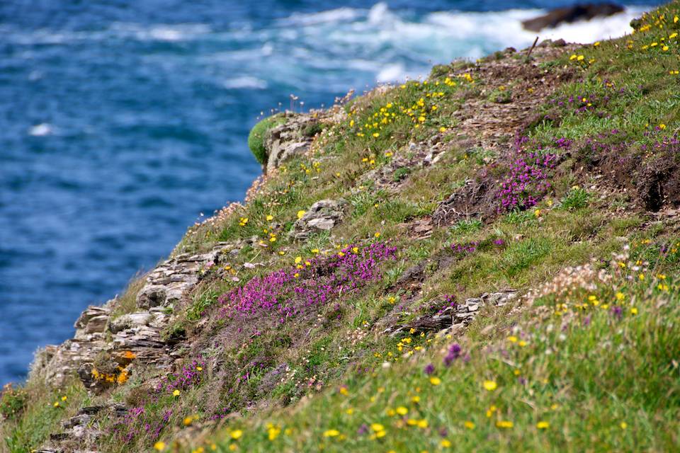 Cornish Cliff and Wildflowers UK