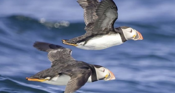 Puffins in Cornwall UK