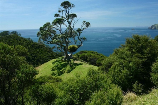 Coromandel Coastal Walkway NZ Coromandel Coastal Walkway NZ