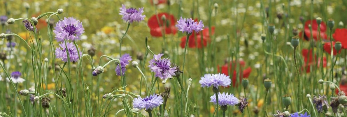 Cotswold Wildflower Meadow UK Cotswold Wildflower Meadow UK