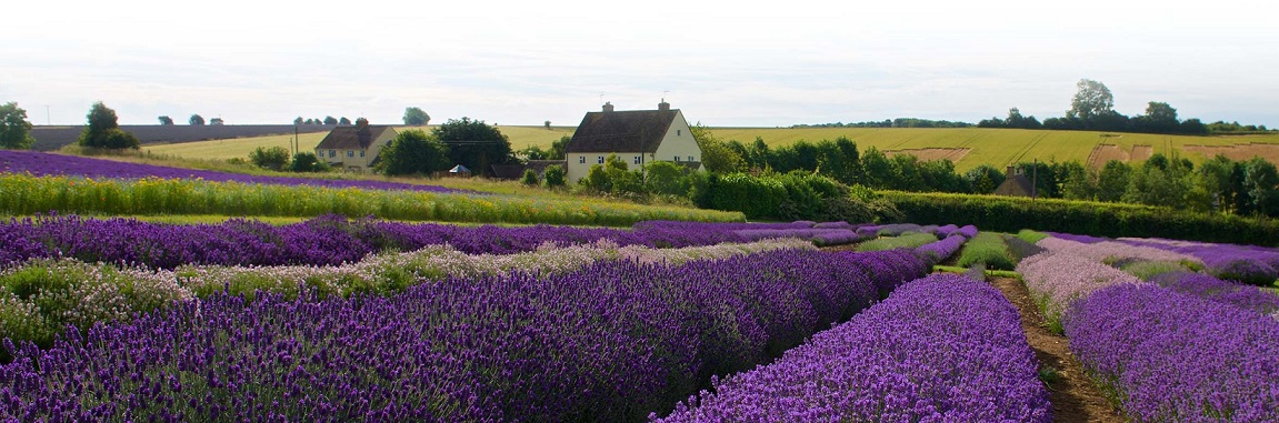 Cotswolds Lavender Farm Cotswolds Lavender Farm