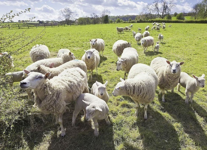 Sheep in the Cotswolds UK Sheep in the Cotswolds UK