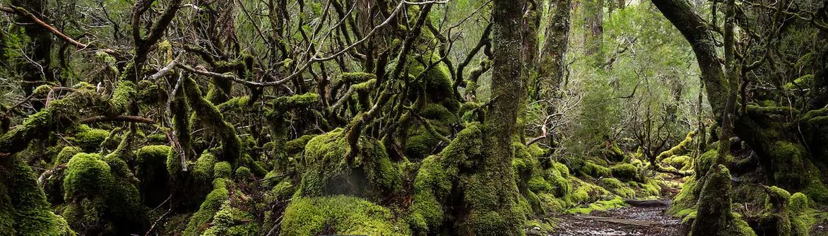 Cradle Mountain National Park Tasmania Australia