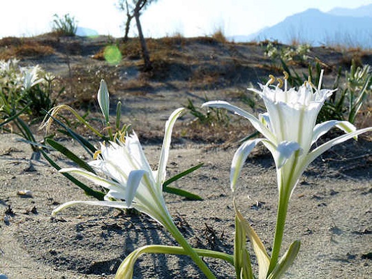 Sea Lily Crete Greece Sea Lily Crete Greece