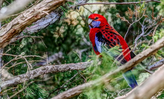 Crimson Rosella Australia Crimson Rosella Australia