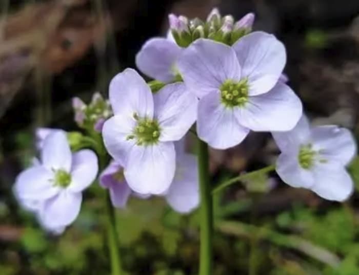 Cuckoo Flower Wales Cuckoo Flower Wales