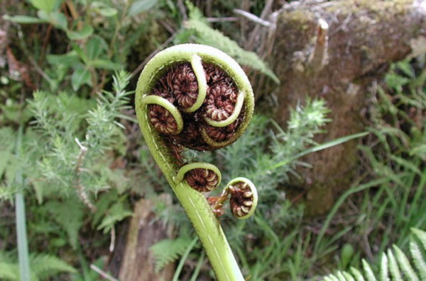 Black Tree Fern New Zealand Black Tree Fern New Zealand