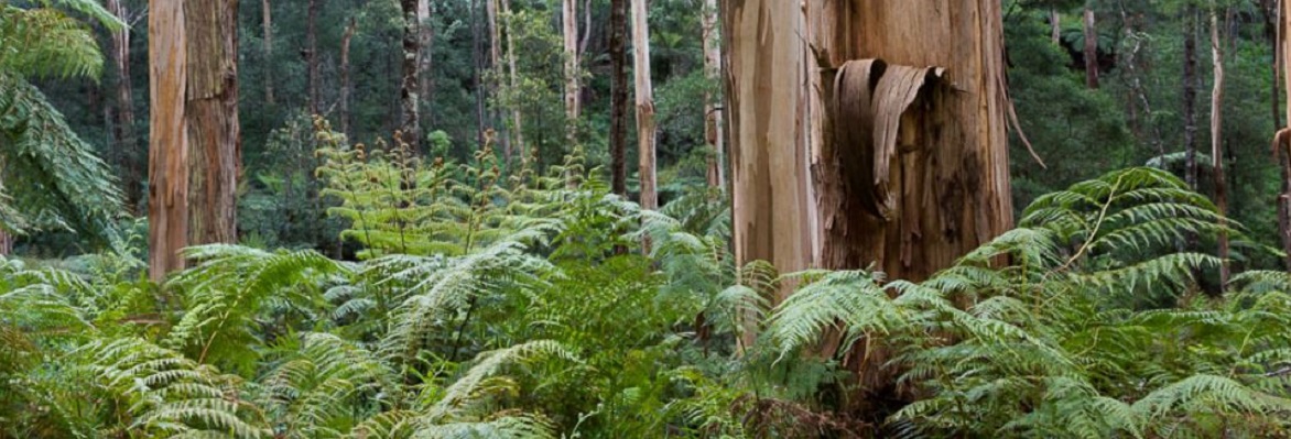 Dandenong Ranges Forest Victoria AU