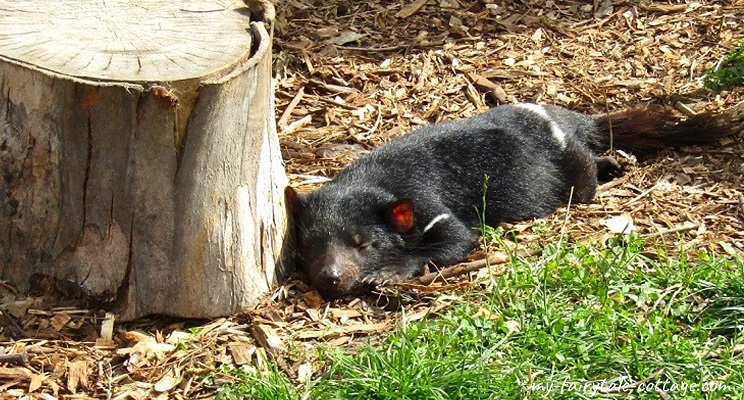 Tasmanian Devil Joey