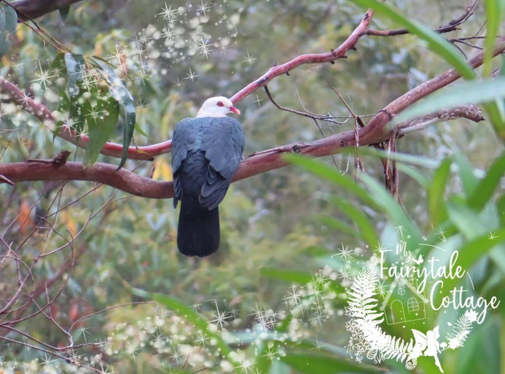 Rainforest Dove in our Forest