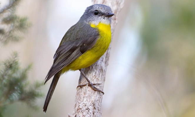 Eastern Yellow Robin Qld Australia Eastern Yellow Robin Qld Australia