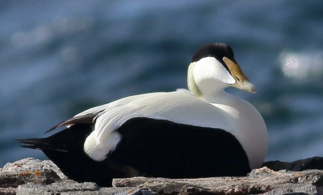 Eider Duck male in Sweden