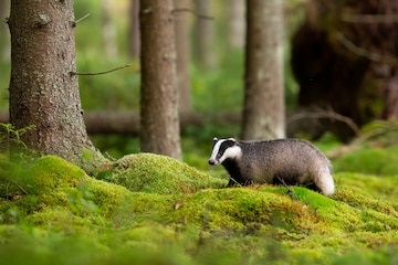 European Badger
