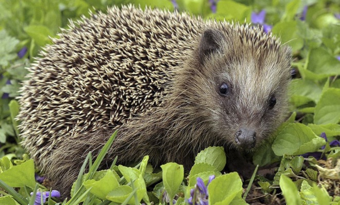 European Hedgehog, common in northern Italy