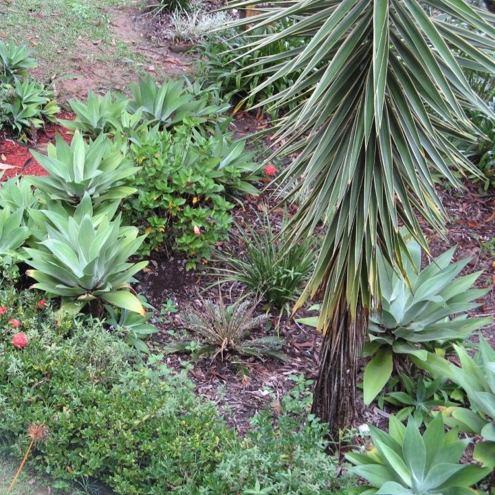 Exotic plants to be removed