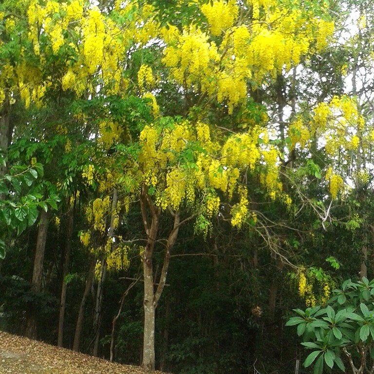 Exotic Golden Shower Tree - Cassia fistula