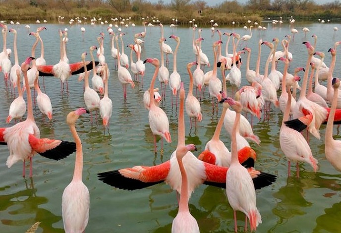 Flamingos in the Camargue France Flamingos in the Camargue France