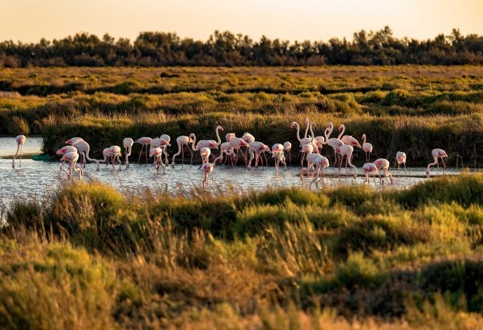 Flamingos in the Camargue France Flamingos in the Camargue France