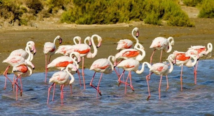 Greater Flamingos in the Camargue, France