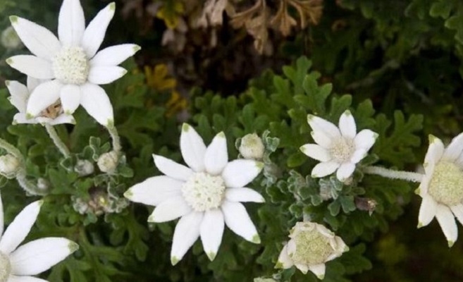 Flannel Flowers NSW Australia Flannel Flowers NSW Australia