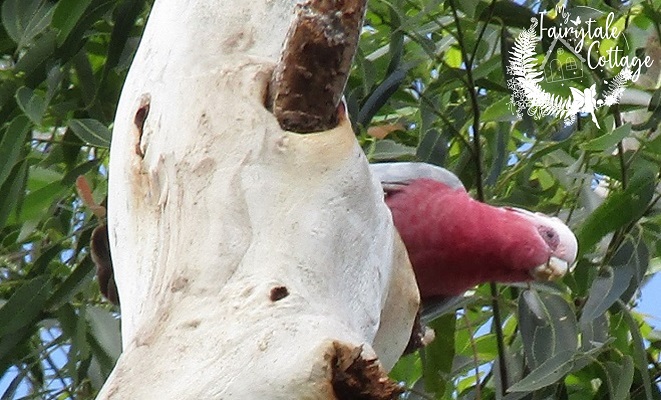 Galah - Queensland Australia Galah - Queensland Australia