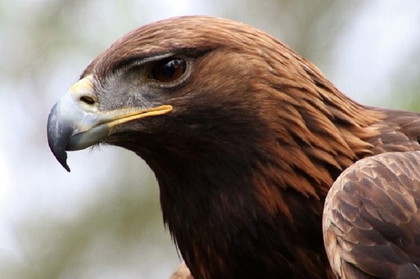 Golden Eagle