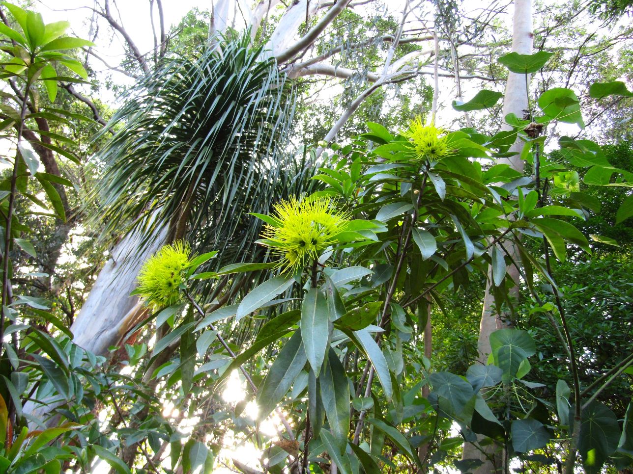 Golden Penda and Forest