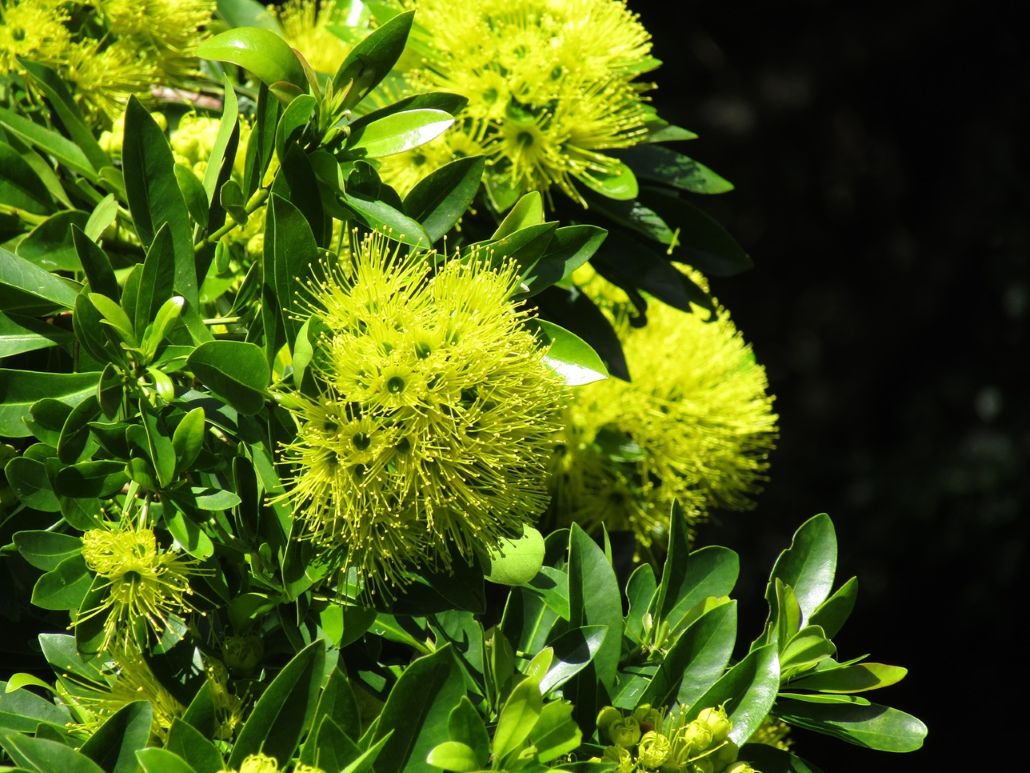 Golden Penda flowers