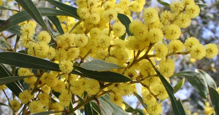Golden Wattle Australia