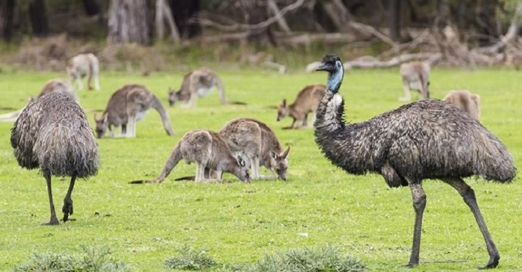 Emus and kangaroos in the Grampians Victoria AU