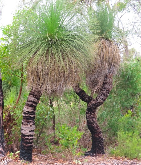 Grass Trees Lake Cave Grass Trees Lake Cave