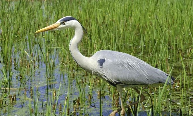 Gray Heron - Lago Como Italy