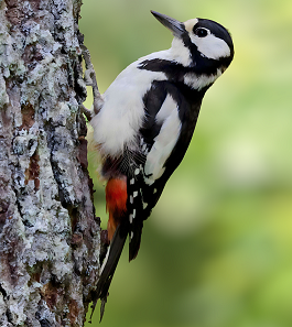 Great Spotted Woodpecker