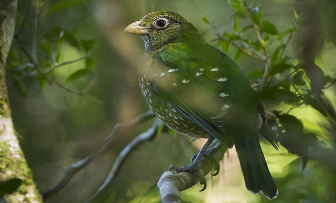 Green Catbird Qld Australia Green Catbird Qld Australia