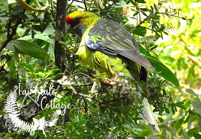 Green Rosella - Tasmania Australia